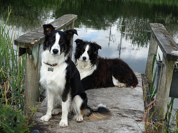 Pet friendly self-catering accommodation at Wych Elm Holidays, Holme, Cumbria